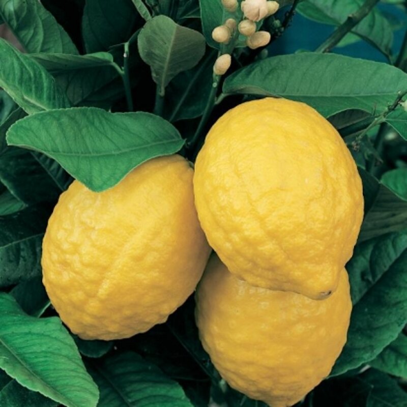 cedro cedro