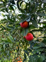 tarocco-lempso-da-tavola-al-kg