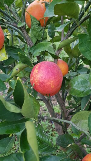 tarocco-lempso-da-tavola