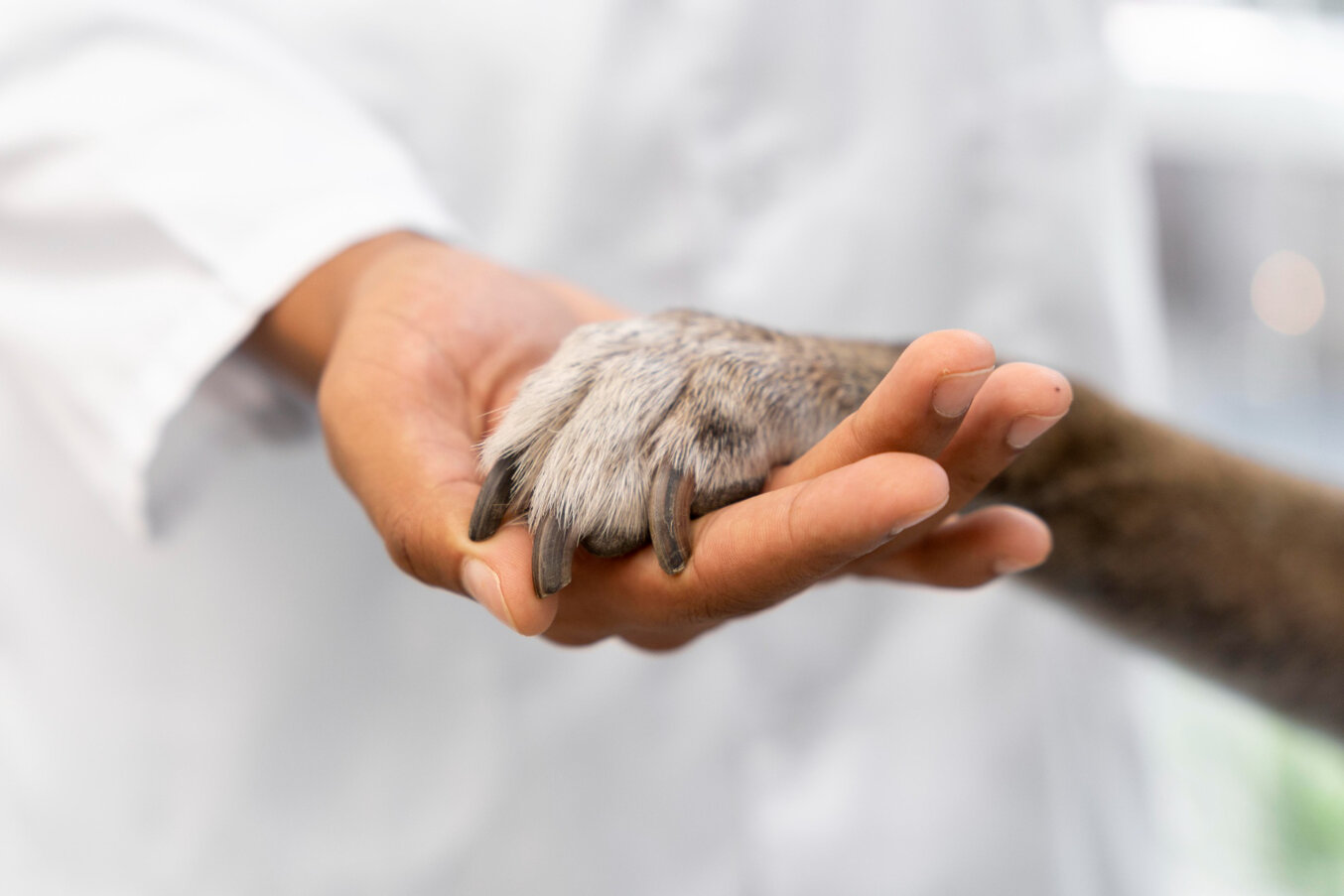 close-up-hand-holding-dog-paw.jpeg