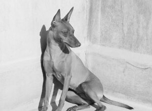 573884683_10231641021941123_1684576415032707670_n.jpeg 573884683_10231641021941123_1684576415032707670_n.jpeg