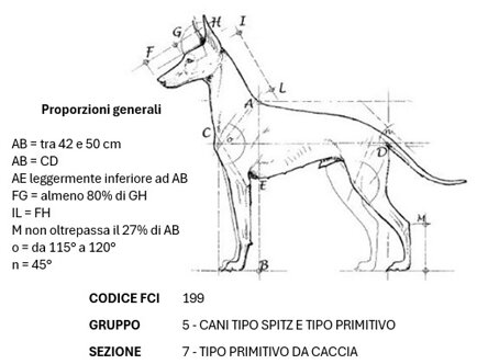 cirneco-delletna.jpeg