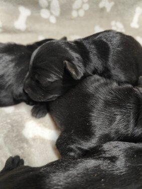 whatsapp image 2026-02-04 at 17.58.52.jpeg