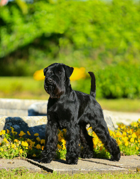 schnauzer_masaal_magnum_chic_dream_88baa87bfd.jpeg schnauzer_masaal_magnum_chic_dream_88baa87bfd.jpeg