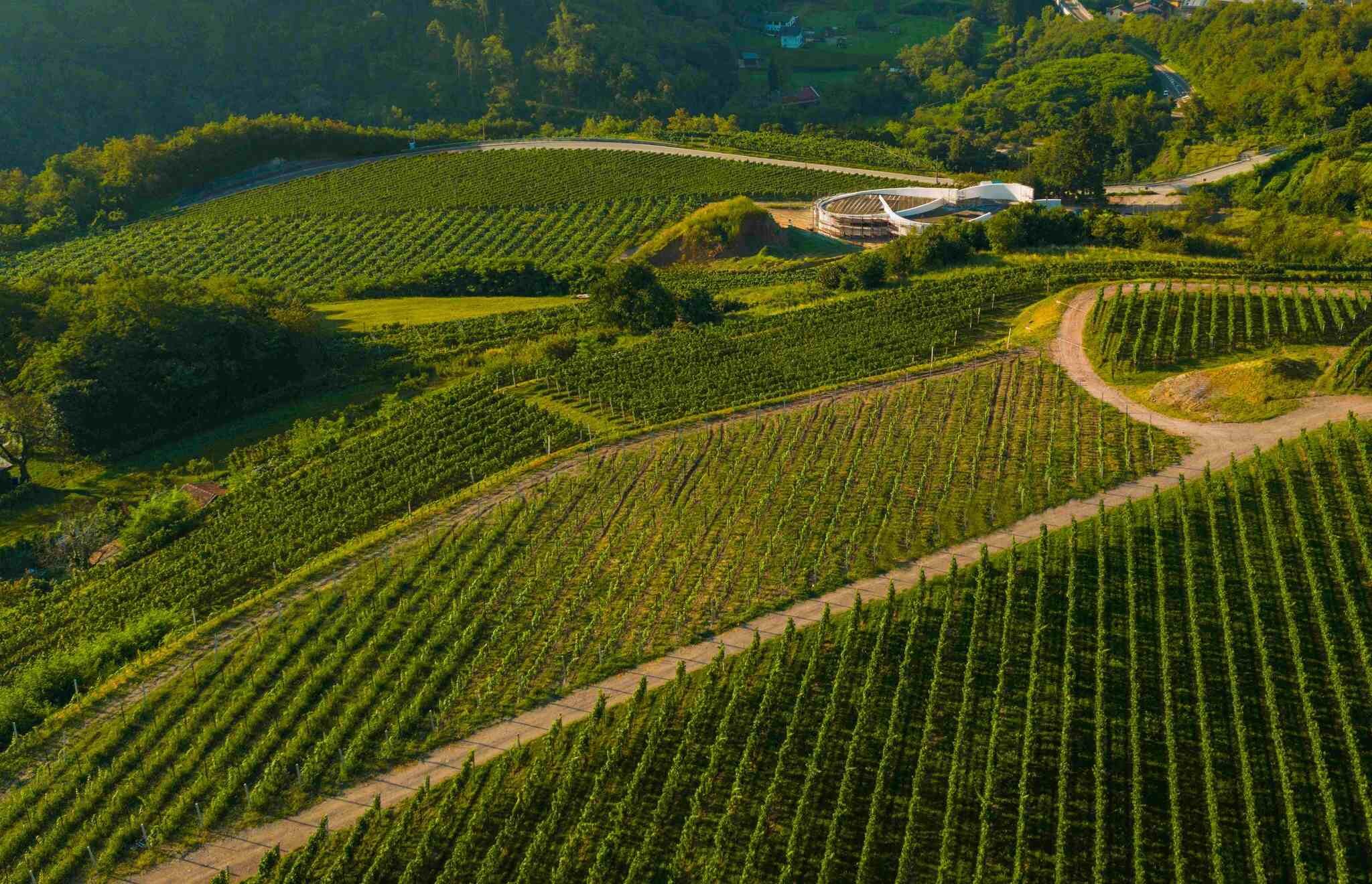 vigneto-con-cantina-moncalisse.jpeg vigneto-con-cantina-moncalisse.jpeg