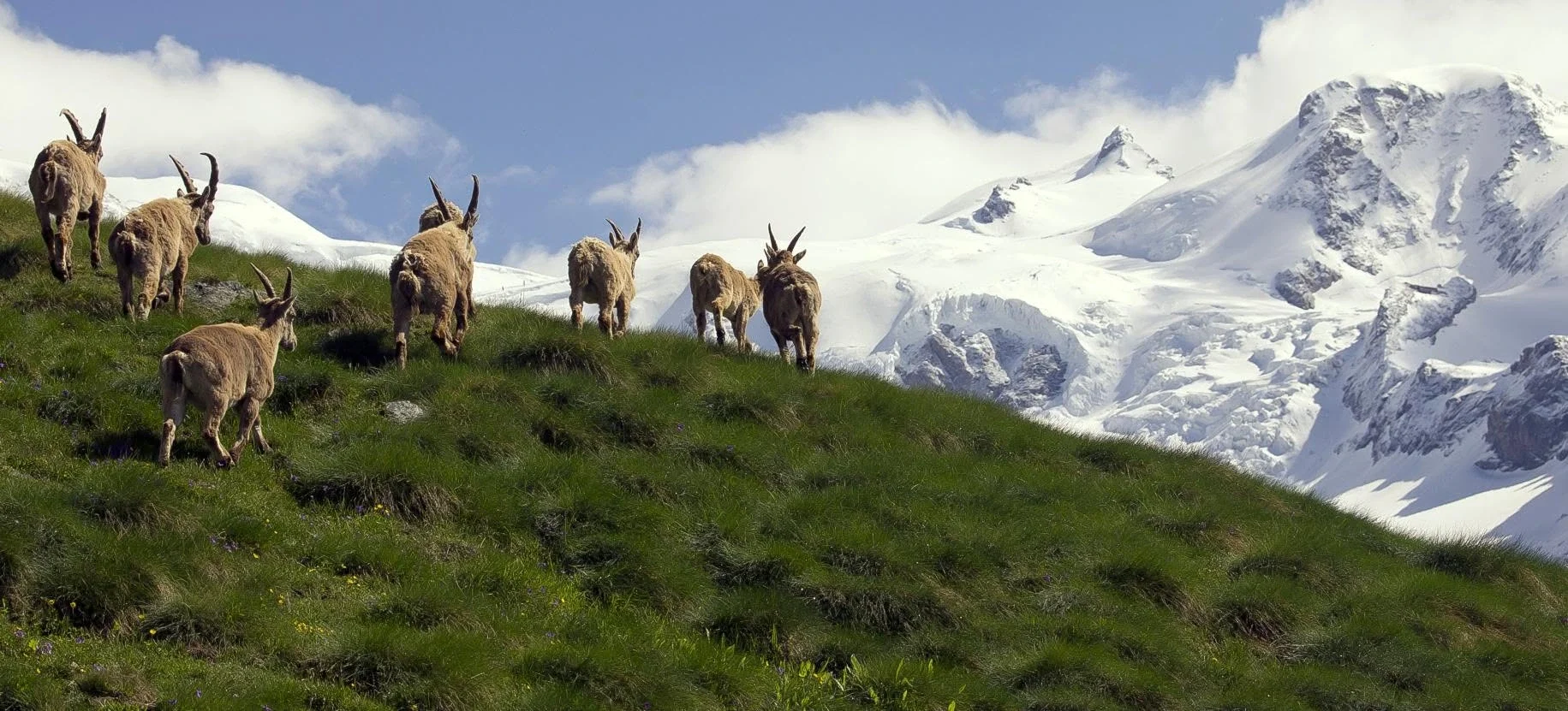 Monte Rosa, l'estate ritrova il suo ritmo