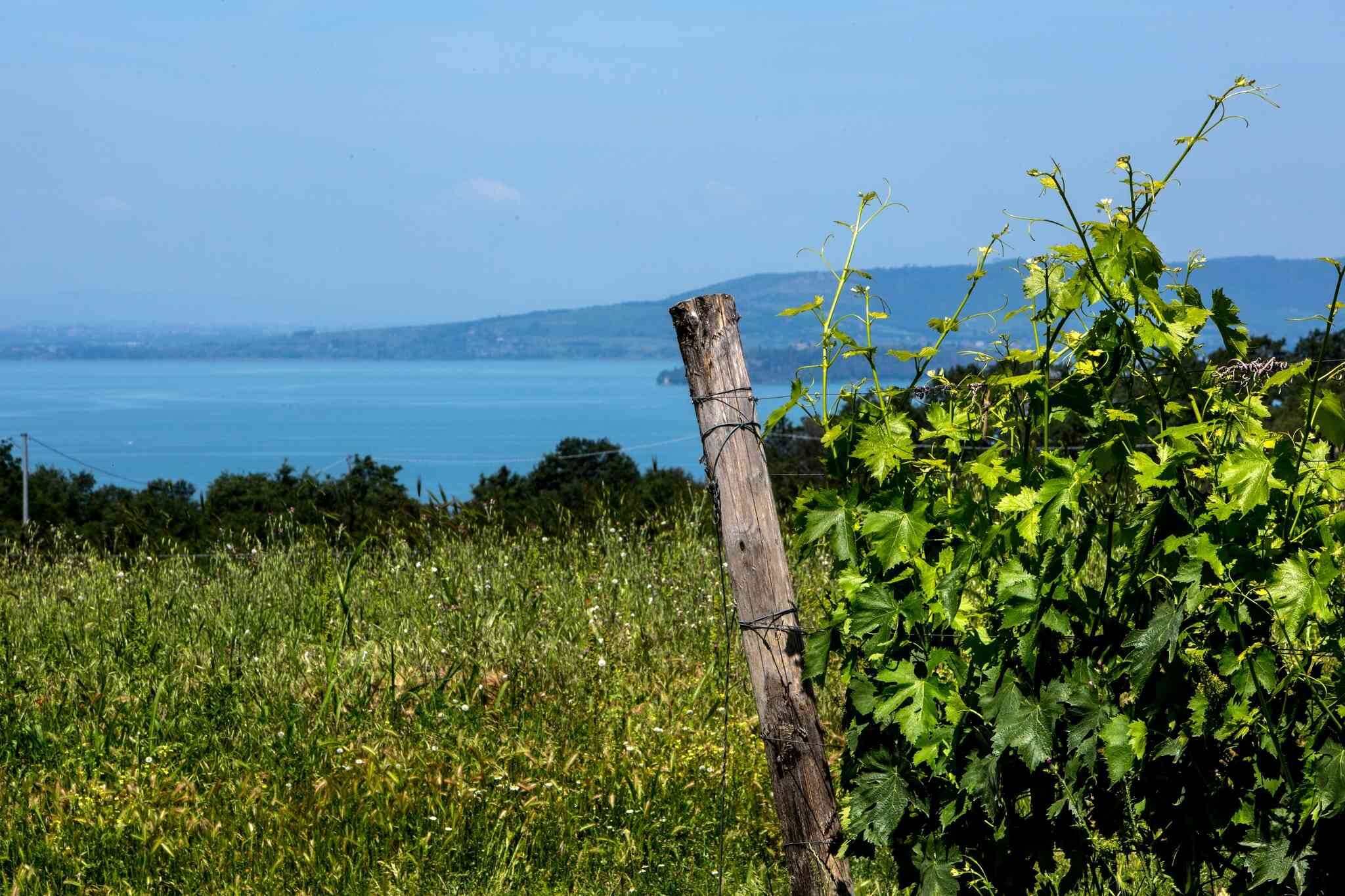 castiglione-lago-trasimeno-umbria-italia-consorzio-tutela-vini-doc.jpeg castiglione-lago-trasimeno-umbria-italia-consorzio-tutela-vini-doc.jpeg