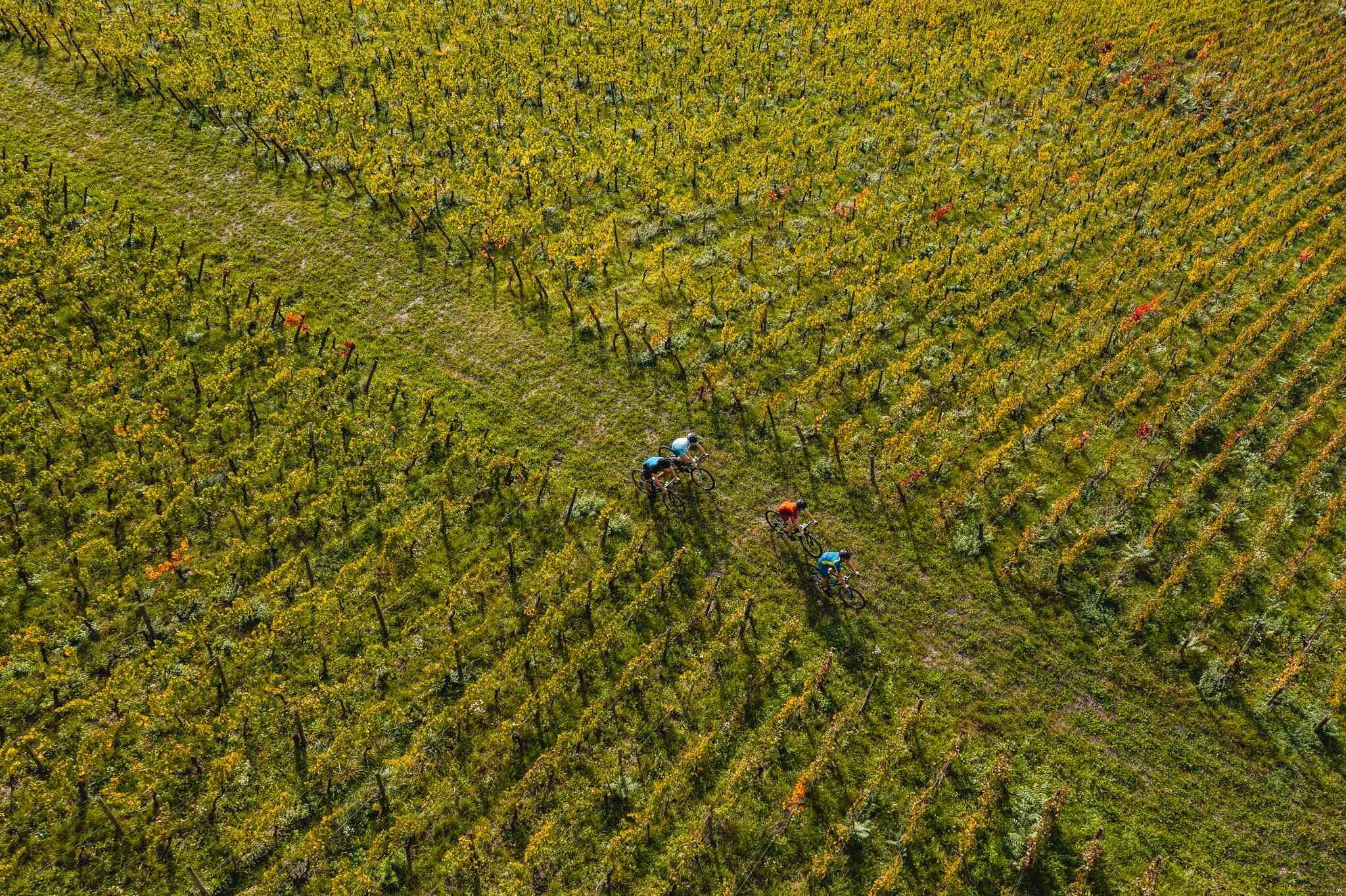 Teroldego Rotaliano: il vino che racconta la Piana Rotaliana
