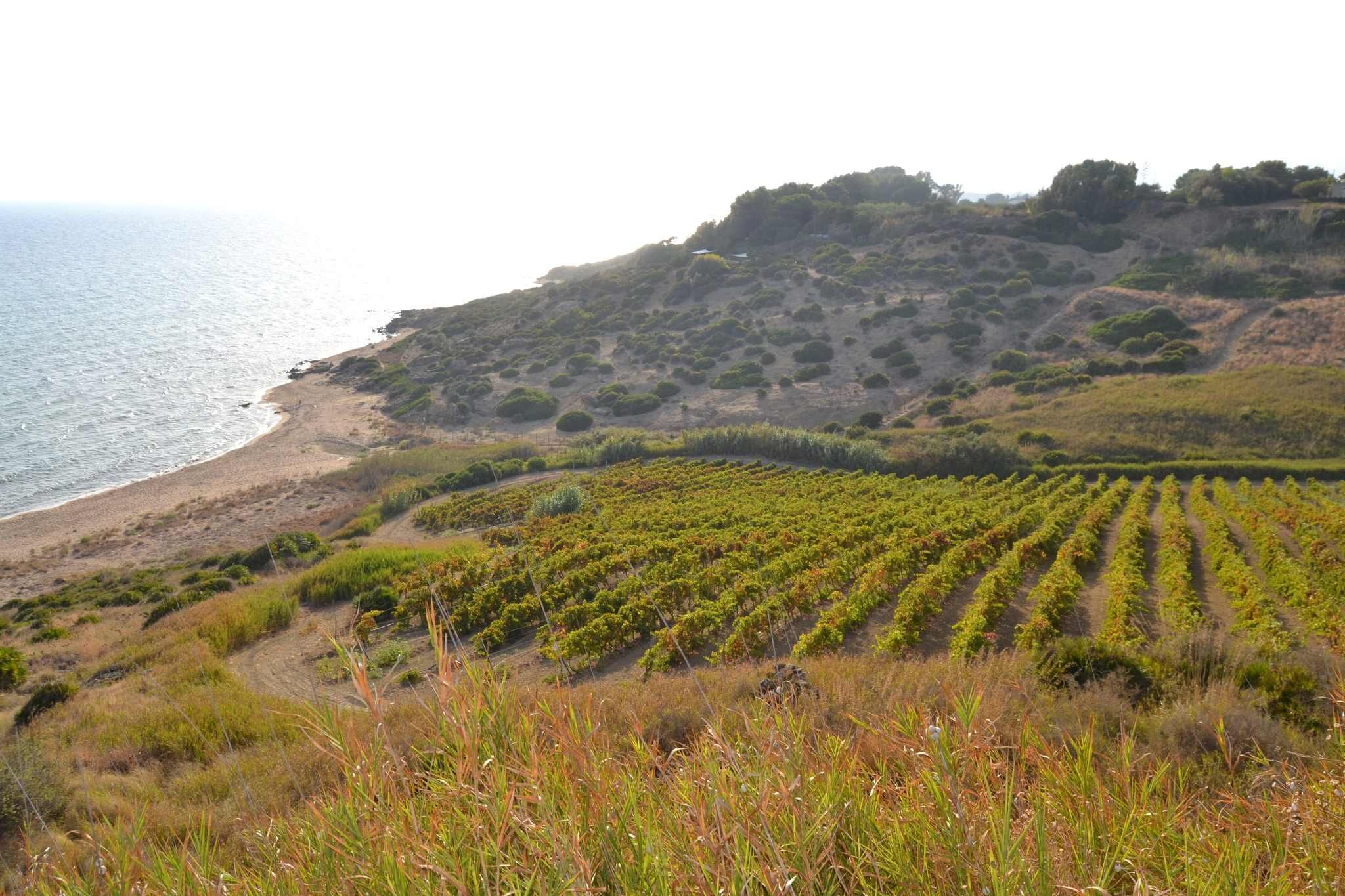 Cantine Settesoli: un viaggio tra vino, ospitalità e cultura