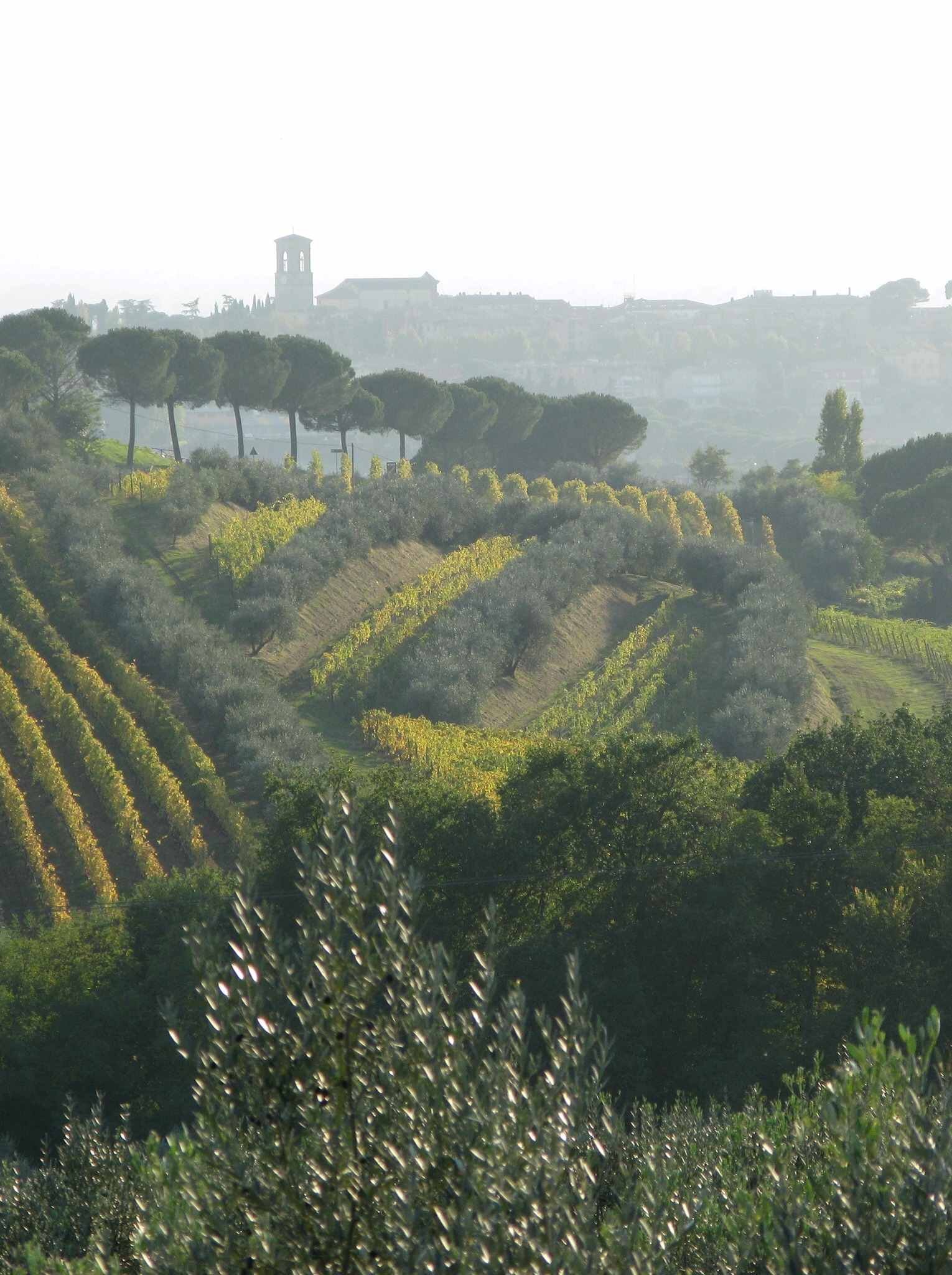 oliveti-torgiano.jpeg oliveti-torgiano.jpeg