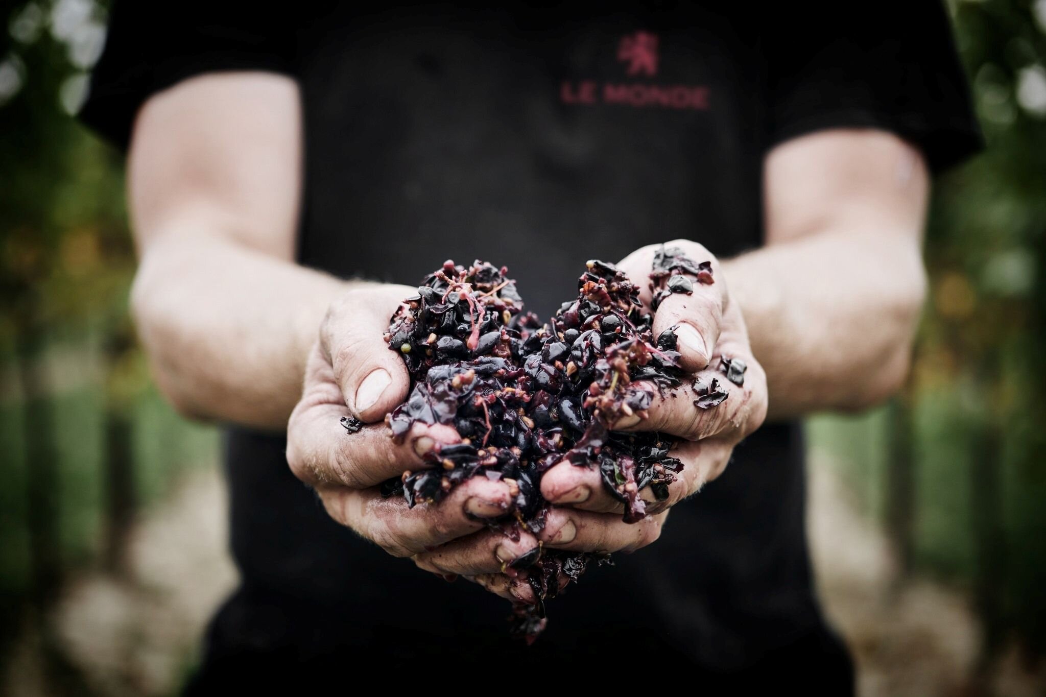Vendemmia 2025: l’Italia del vino raccontata da otto cantine