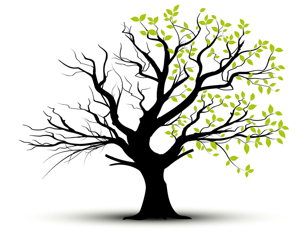 albero giovanni copia.jpeg