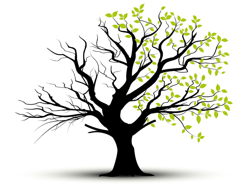 albero giovanni copia.jpeg