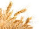 wheat-2679158_960_720.jpeg