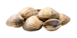 vongole