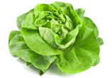 insalata-563x393