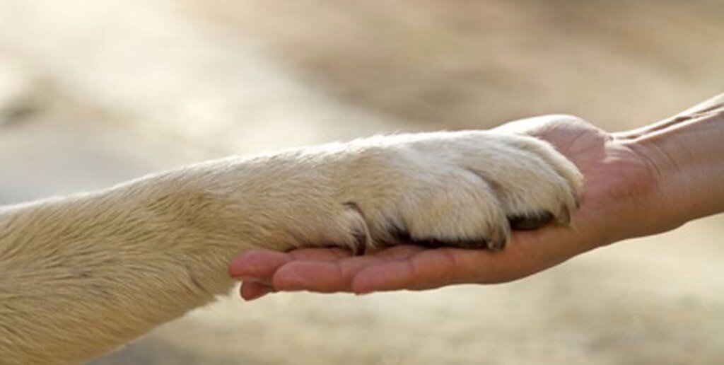 Si può lasciare l’eredità al proprio cane o gatto? La risposta del Tribunale