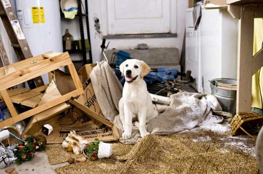 CHI RISPONDE DEI DANNI CAUSATI DAL CANE AFFIDATO A TERZI? CHI RISPONDE DEI DANNI CAUSATI DAL CANE AFFIDATO A TERZI?