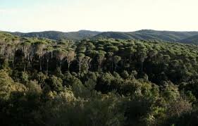 Autonomia speciale, tutela del paesaggio e governo del territorio: la Corte costituzionale delimita i confini della potestà legislativa della Regione Sardegna Autonomia speciale, tutela del paesaggio e governo del territorio: la Corte costituzionale delimita i confini della potestà legislativa della Regione Sardegna