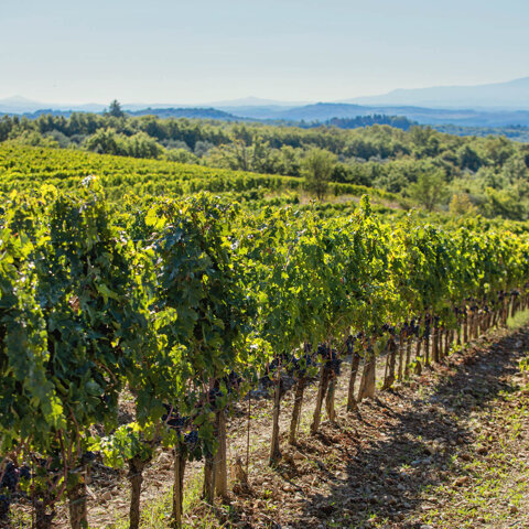 azienda%20villa%20di%20montegrossi%20vendemmia.jpeg