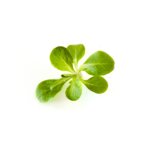 valerianella