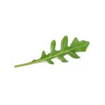rucola