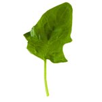 spinaci