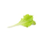 lattughino