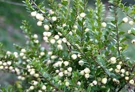 Ricetta Liquore di Mirto Bianco