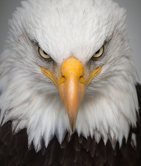 eagle-portrait-wild-bird.jpeg eagle-portrait-wild-bird.jpeg