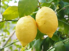 Limone
