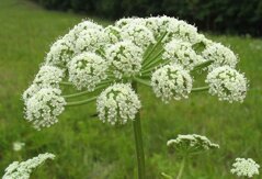 Angelica