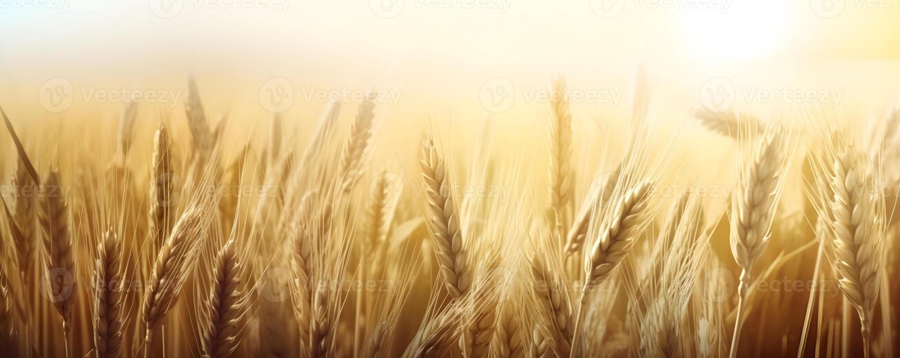 campo.grano_001.jpeg