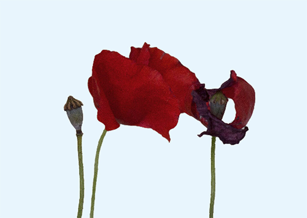 anna tusa, l'invito, 2023.jpeg