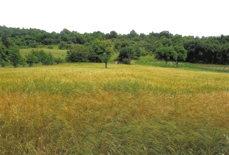 da mettere come sfondo principale.jpeg da mettere come sfondo principale.jpeg