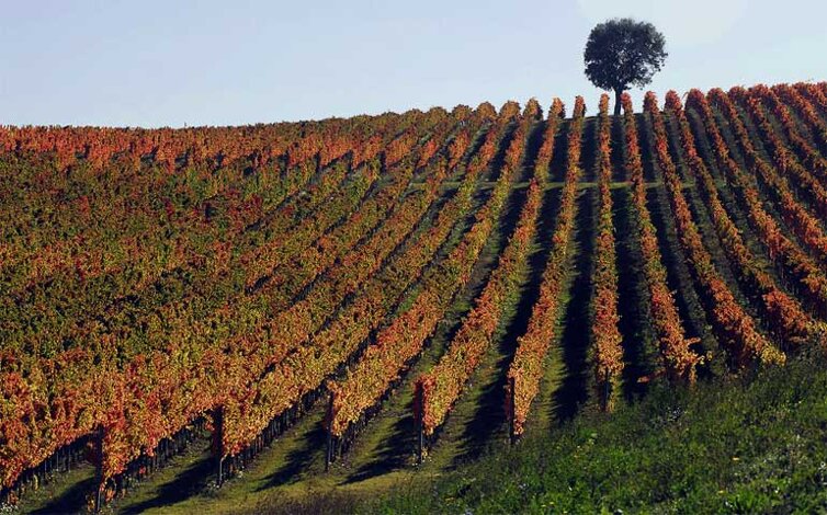 colline-montefalco-big.jpeg colline-montefalco-big.jpeg