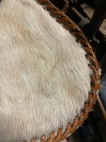 coppia-di-poltrone-sedie-a-farfalla-tipo-tripoline-vintage