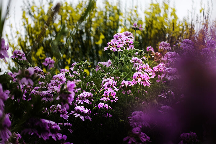 giardino_006_dsc5095 2.jpeg