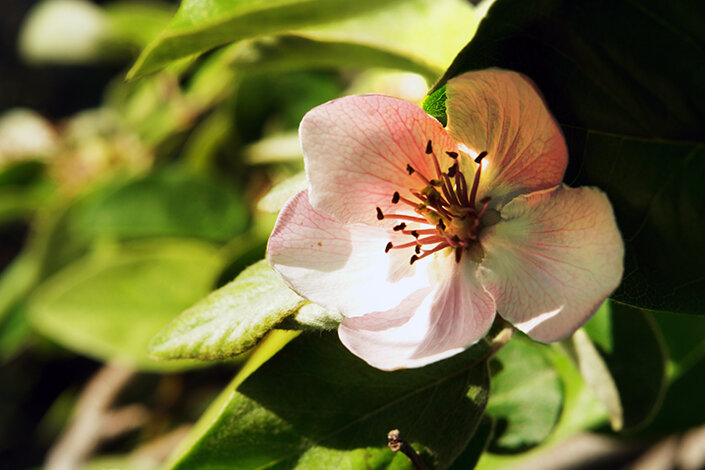 giardino_037dsc08104 2.jpeg