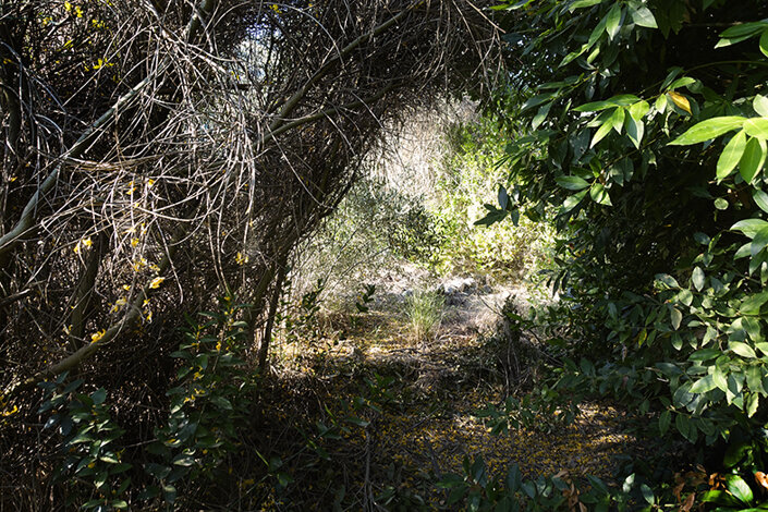 giardino_004_dsc7436 2.jpeg