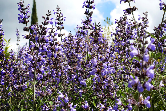 giardino_018_dsc5078 2.jpeg