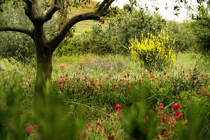 giardino_029_dsc5141 2.jpeg