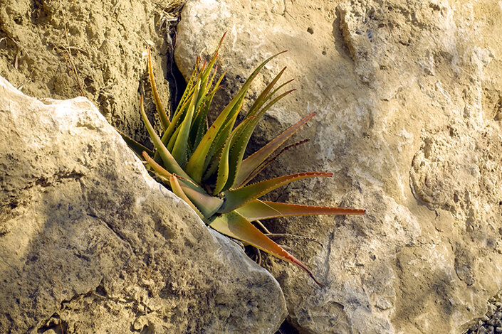 giardino_020_dsc7765 2.jpeg