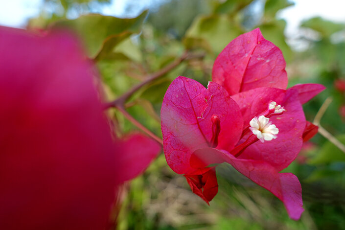 giardino_014dsc00171 2.jpeg