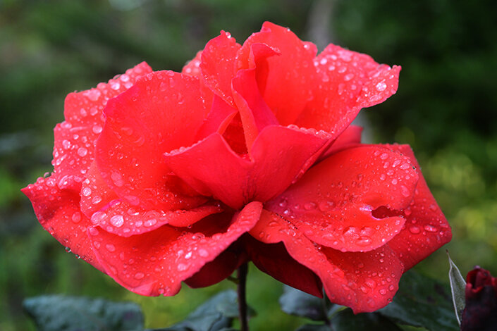 giardino_033dsc_6632 2.jpeg