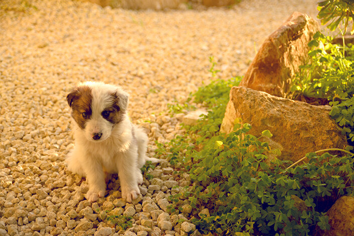 giardino_011dsc_6710 2.jpeg