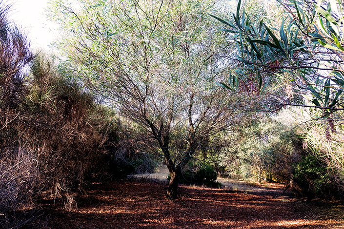 giardino_021_dsc7695 2.jpeg