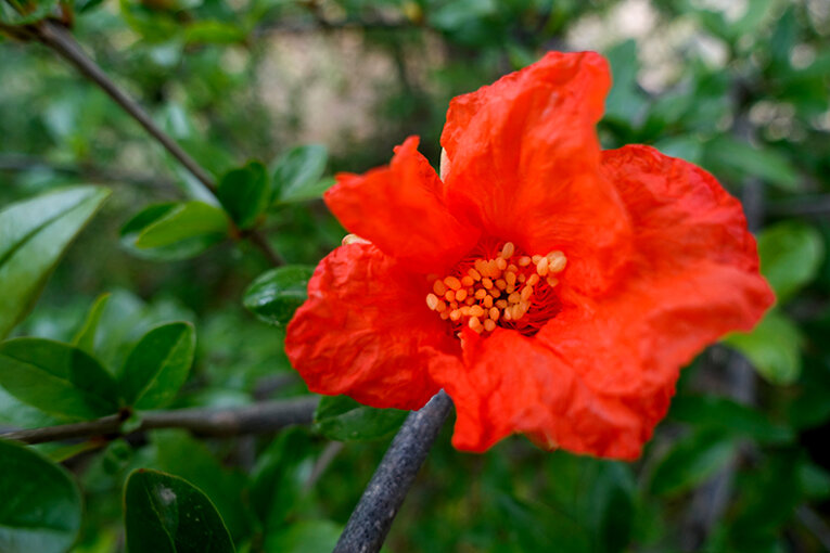 giardino_003_dsc5107 2.jpeg
