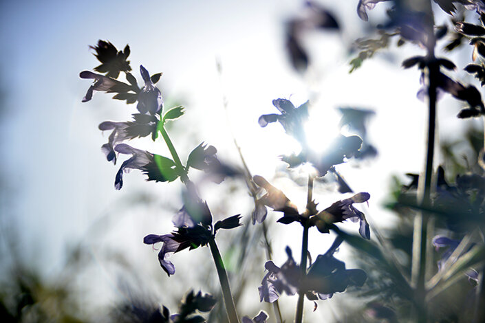 giardino_016dsc_6515 2.jpeg