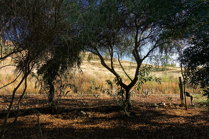 giardino_005_dsc7464 2.jpeg